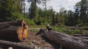How Our Tree Care Process Works  in  Hainesville, IL
