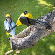 Best Palm Tree Trimming  in Hainesvle, IL