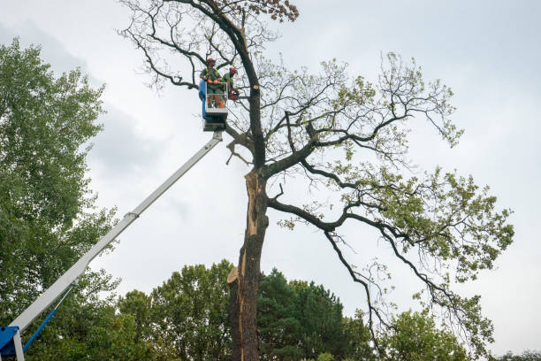 Trusted Hainesville, IL Tree Services Experts