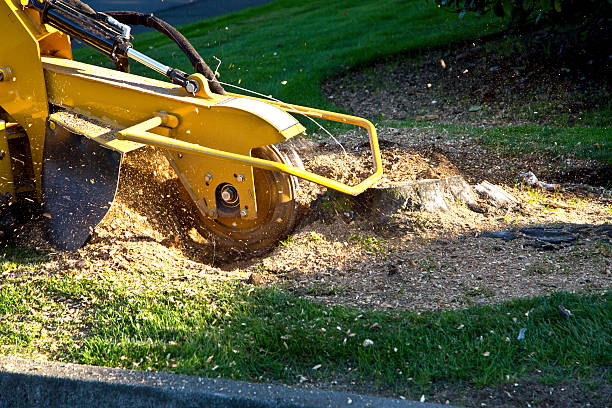 Best Lawn Maintenance Plans  in Hainesvle, IL