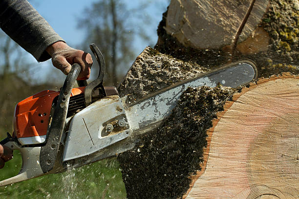 Best Pest Control for Lawns  in Hainesvle, IL